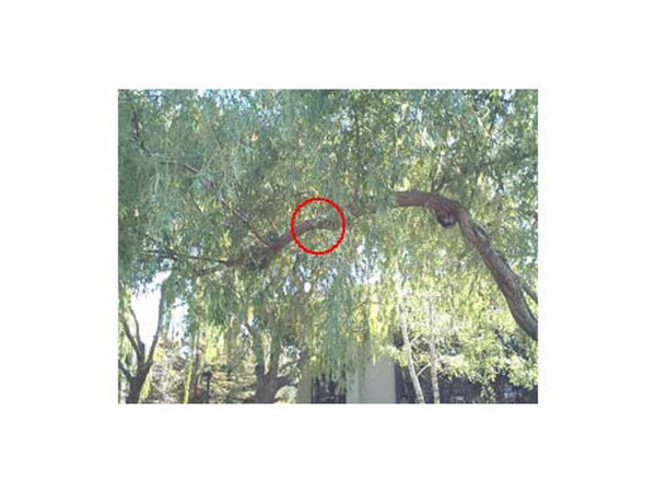 Cámara digital EZONICS, EZ BINO CAM II, con binoculares integrados