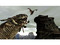 LAIR (PlayStation 3)