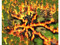 Age of Mythology: The Titans  Expansión (Inglés)