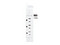 Multicontacto CyberPower P6WSUC, 6 Contactos NEMA 5-15R,1 Puerto USB Tipo A, Color Blanco.