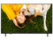 Televisión LG LED Smart TV de 50